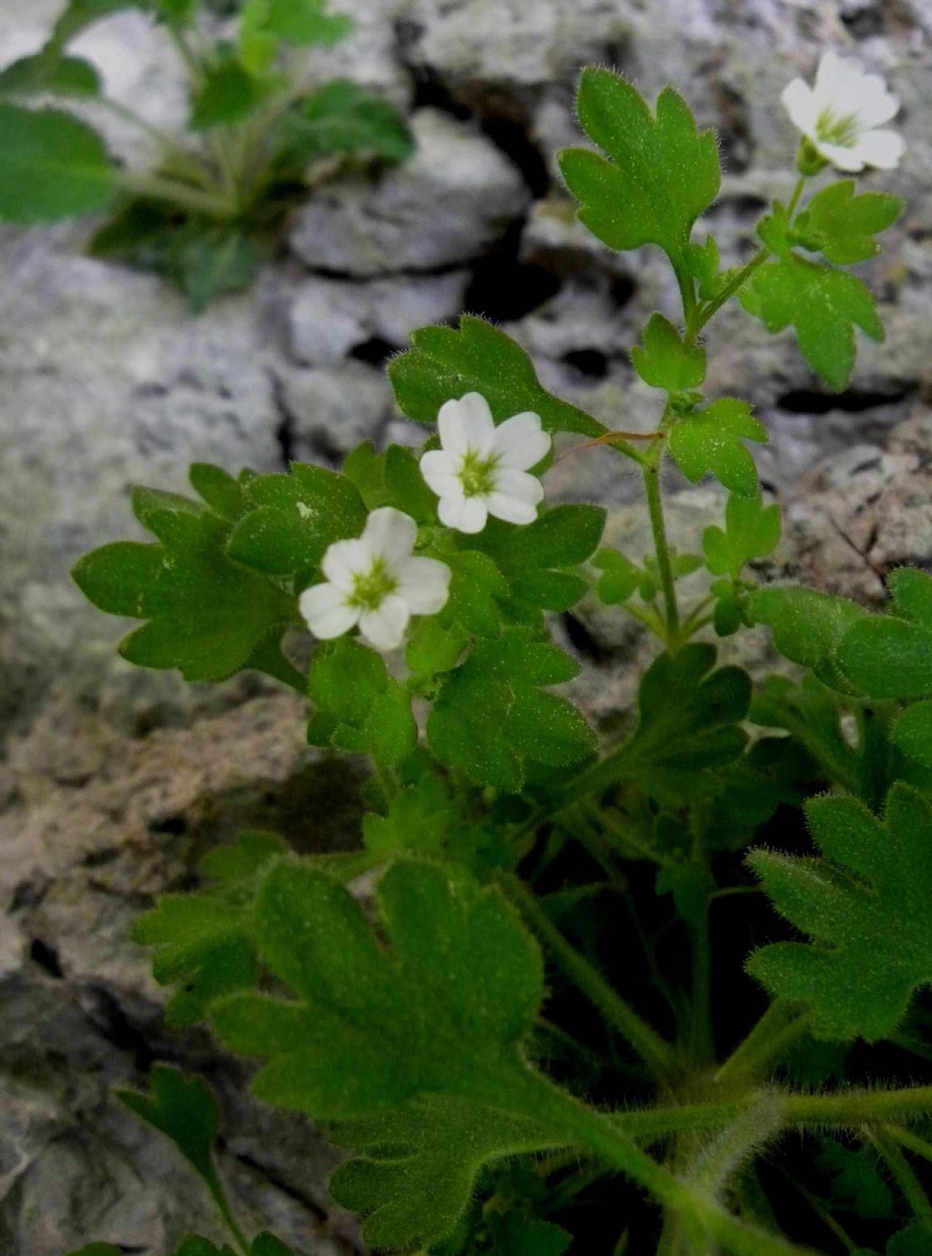 Saxifraga petraea / Sassifraga dei muri